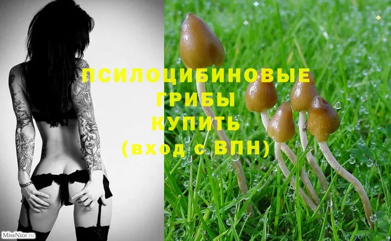 Псилоцибиновые грибы Magic Shrooms  Петровск 